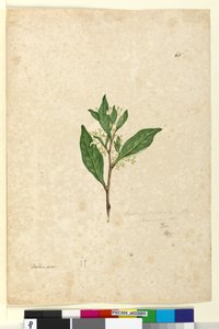 Pagina 65. Dodonaea triquetra da John William Lewin